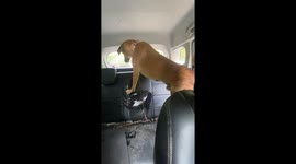 Dog named Chiku pees on car seat in New Delhi, India