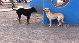 Dog uses playful smile to escape in funny moment in Oaxaca, Mexico