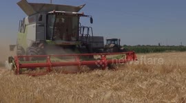 Serbia: Wheat Harvest Completed in Serbia
