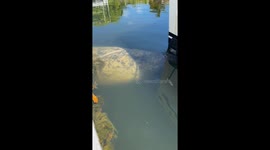 Maybel the Manatee Captures Tourist's Heart