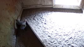 US: Eleven New Condor Chicks Bring Hope For Critically Endangered Species