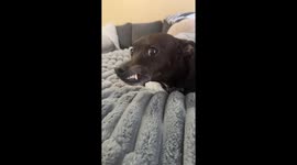 Dogs teeth gets stuck on his gums and looks absolutely hillarious