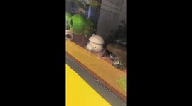 Parrotfish Duel in Water