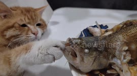 The Tabby Steals Fish