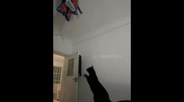Black Cat Can’t Reach the Floating Balloon