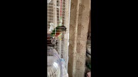 What it Feels Like to Keep a Parrot