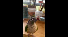 Smart Parrot