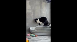 Don’t Even Try to Understand Tuxedo Cat