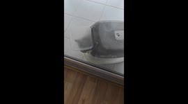 Cat Carries Litter Box on Its Back