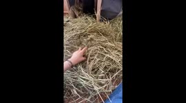 Cat Hides in Haystack