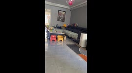 Cat Carries Balloon Everywhere