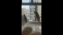 Cat Careful Leaps Onto the Board