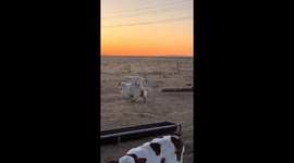 Playful Lamb Hitches a Ride