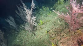 Researchers explore the hidden deep-see coral reefs off Florida coast