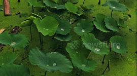 Raindrops on Lotus Boats in the Pond