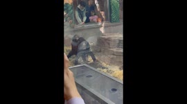 Orangutans Stroll Side by Side