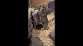 Tussle Between Two Marmots