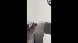 Cat Catches Mosquito