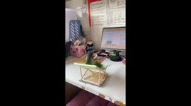 Parrot Watches Ancient Poems on TV