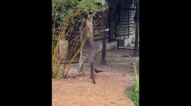 Kangaroos Engage in Fierce Fight