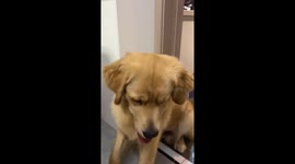 Owner Shakes Hands with Golden Retriever