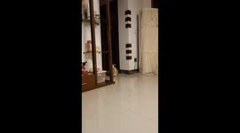 Puppy Trapped inside Toy