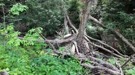 US: Nearly 10 Months After Hurricane Helene Debris Removal Still Ongoing In Mitchell County