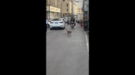 How Does the Dog Run