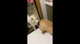 Samoyed Nudges Golden Retriever