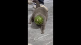 Cat Shakes Off Watermelon Rind