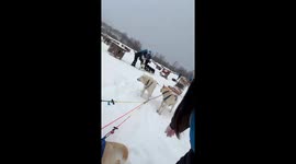 Cute Sled Dogs