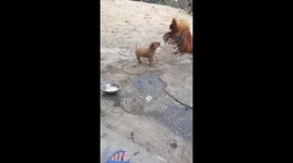 Dog Barks at Angry Rooster