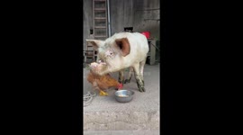 Resilient Piglet
