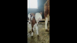 Calf Looks like Rabbit