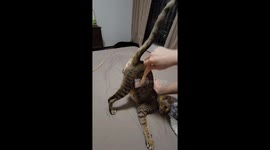 Cat Poses for Grooming