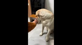 Labrador Struggles to Eat