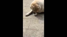 Labrador Peels Eggshell
