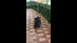 Two Little Bears Wrestle