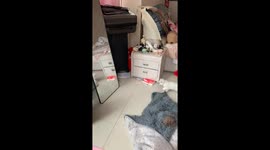 Kitten Startled by Mirror