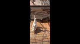 Goose Chases Little Tiger