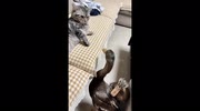 temp
