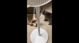 Black Cat Knocks White Cat Down