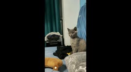 Cat Welcomes Owner with Surprised Posture
