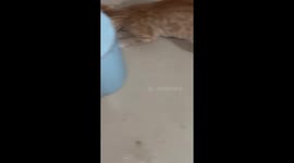 Cat Catches Spider