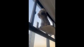 Cat Jumps to Hang Underwear