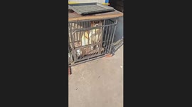 Do Not Mess With Dog