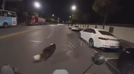 How to Race Your Dog