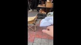 Dog Listens to Instructions