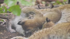 Austria: Lynx Triplets Born At Vienna Zoo Mark Vital Win For Endangered Species