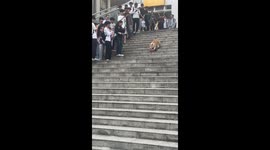 Corgi Skateboards Down Stairs